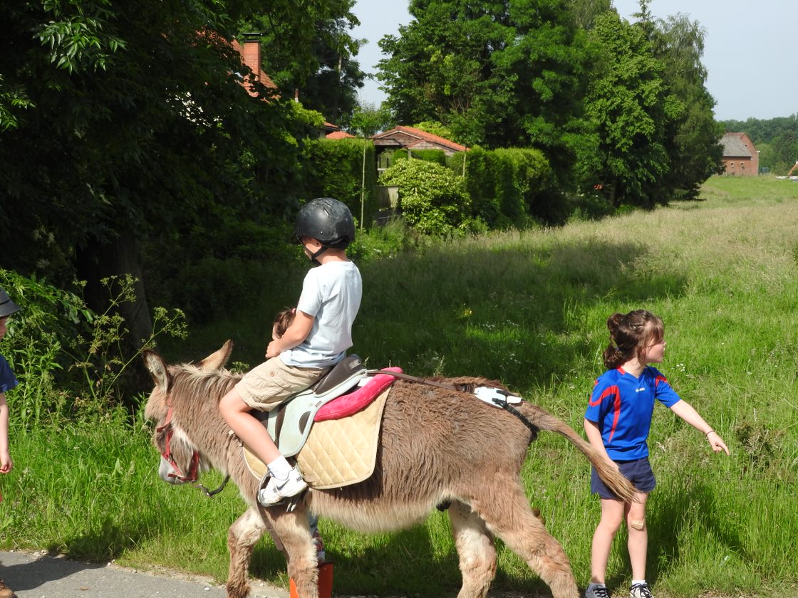 Ezelwandeling