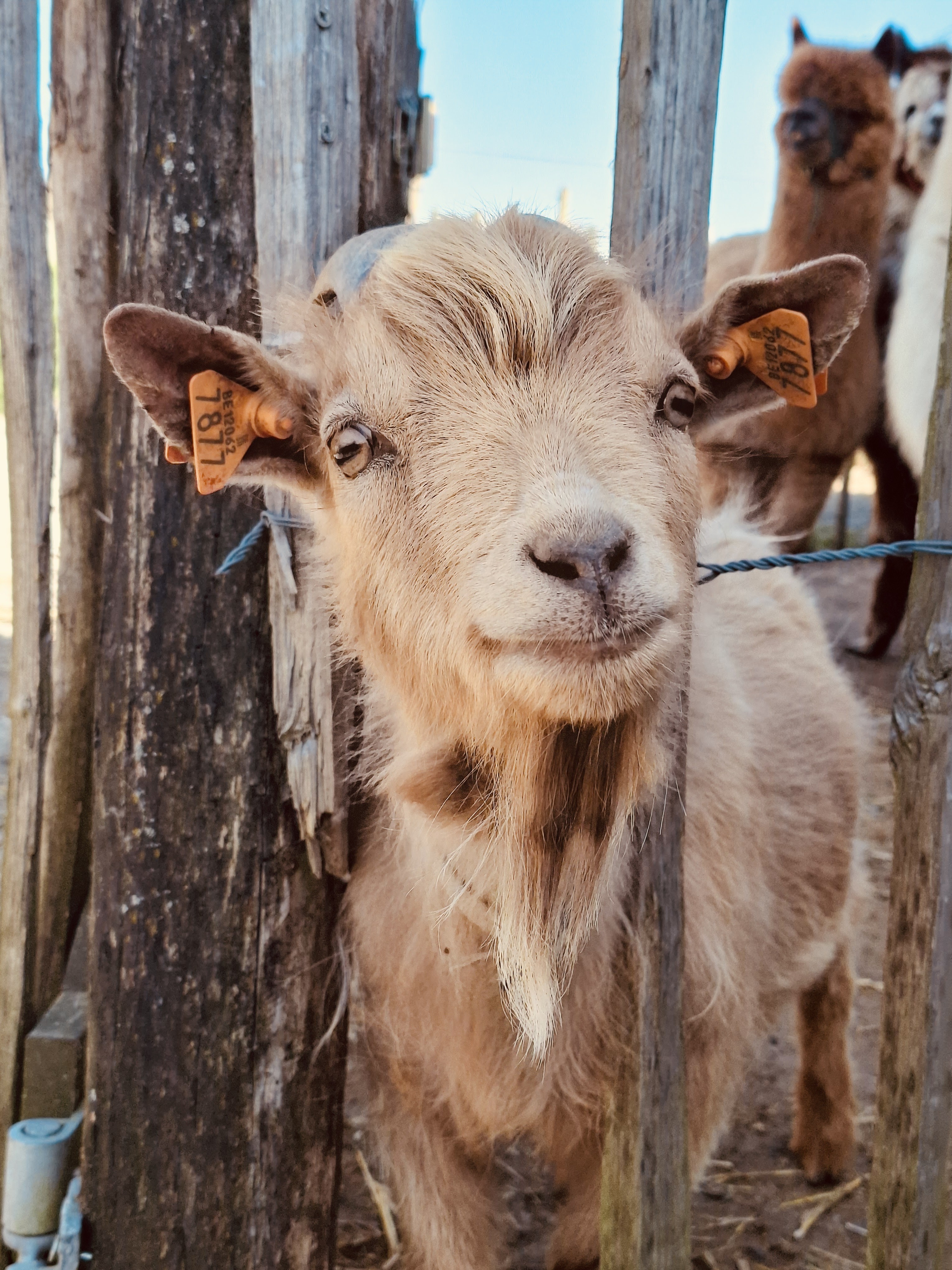 Boerderij-Adventurepakket