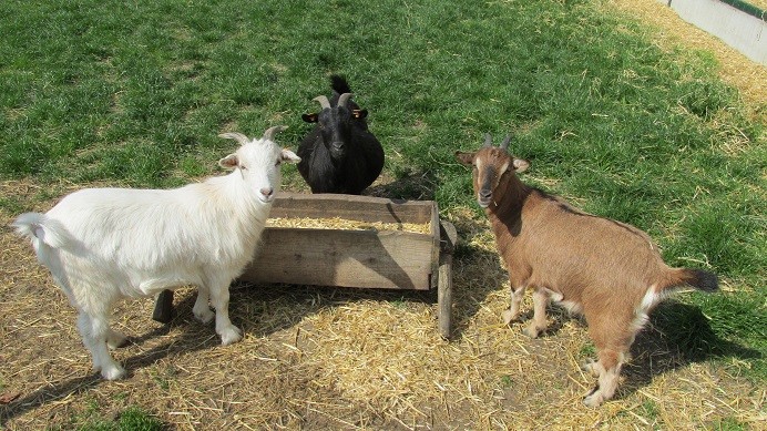 Ontdek de boerderij