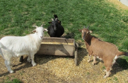 Ontdek de boerderij