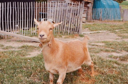Kinderboerderij