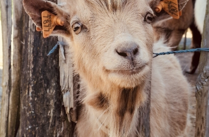 Pakketten voor de allerkleinsten